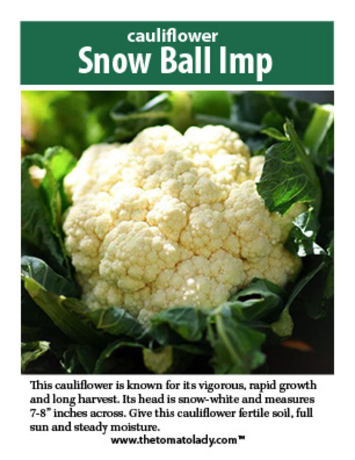 Snow Ball Improved cauliflower